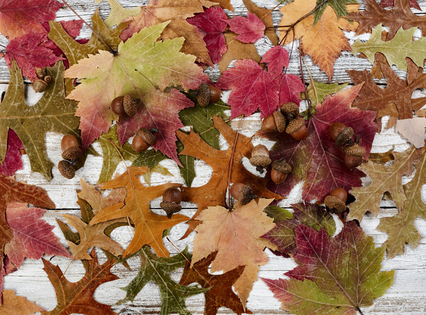 Filled frame format of seasonal leaves and acorn decorations for the happy thanksgiving holiday  Picture Board by Thomas Baker