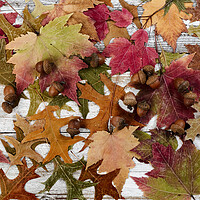 Buy canvas prints of Filled frame format of seasonal leaves and acorn decorations for the happy thanksgiving holiday  by Thomas Baker