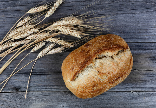 Close up view of homemade sourdough bread with dried wheat stalk Picture Board by Thomas Baker