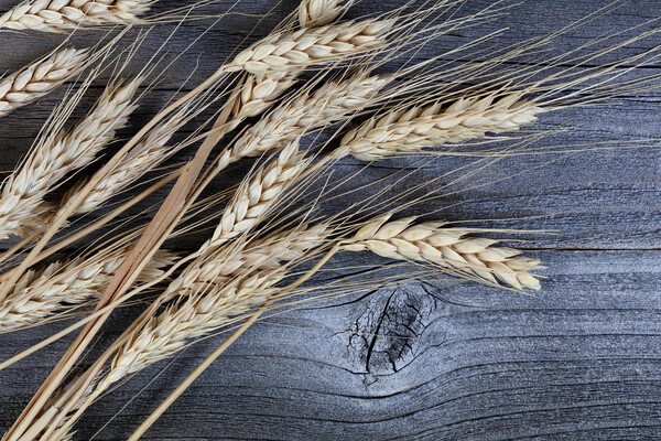 Close up view of dried wheat stalks or ear on weat Picture Board by Thomas Baker