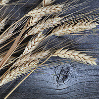 Buy canvas prints of Close up view of dried wheat stalks or ear on weat by Thomas Baker