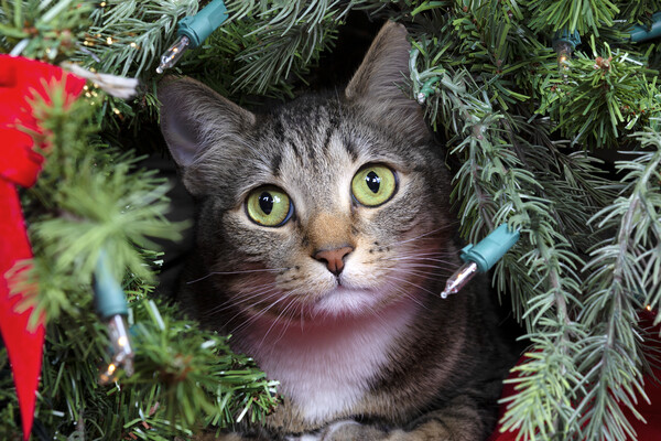 Family cat looking out from inside Christmas tree  Picture Board by Thomas Baker