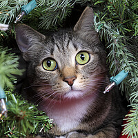 Buy canvas prints of Family cat looking out from inside Christmas tree  by Thomas Baker
