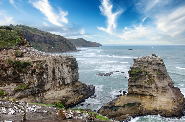 Jagged coastline of New Zealand with ocean and bir Picture Board by Thomas Baker