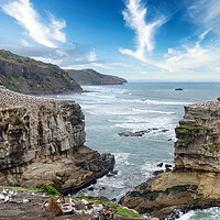 Buy canvas prints of Jagged coastline of New Zealand with ocean and bir by Thomas Baker