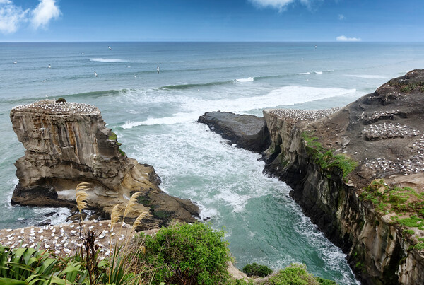 Inlet of the jagged New Zealand coastline with Pac Picture Board by Thomas Baker
