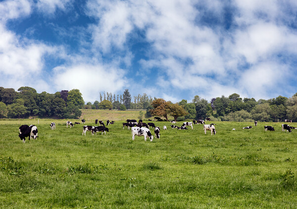 Grazing dairy cows in grassy farm pasture   Picture Board by Thomas Baker