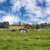 Buy canvas prints of Grazing dairy cows in grassy farm pasture   by Thomas Baker