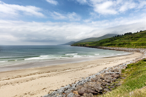 Natural beach of Ireland in the Atlantic Ocean with farm pasture Picture Board by Thomas Baker
