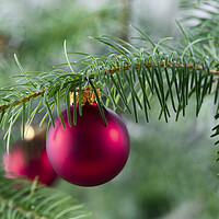 Buy canvas prints of Close up of a red Christmas ornament hanging from a real fir tre by Thomas Baker