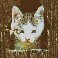 Buy canvas prints of Small Baby Kitty Cat Portrait by Radu Bercan