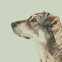Buy canvas prints of Homeless Dog Looking Up Portrait by Radu Bercan