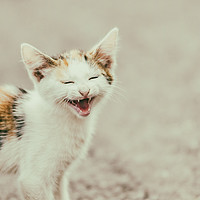 Buy canvas prints of Cute Cat Meowing With A Funny Laughing Face by Radu Bercan