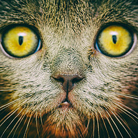 Buy canvas prints of British Short Hair Cat Portrait by Radu Bercan