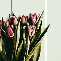 Buy canvas prints of Red Spring Tulips On Wood Table by Radu Bercan
