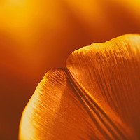 Buy canvas prints of Red And Orange Tulip Flower Petals by Radu Bercan