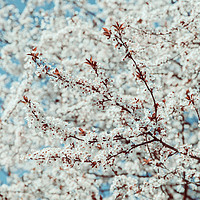 Buy canvas prints of White Apple Tree Flowers Spring Blossom by Radu Bercan