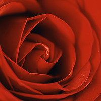 Buy canvas prints of Romantic Red Rose Inside Abstract by Radu Bercan