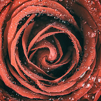 Buy canvas prints of Red Rose Abstract With Water Drops by Radu Bercan