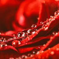 Buy canvas prints of Red Rose Abstract With Water Drops by Radu Bercan
