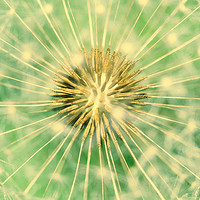 Buy canvas prints of Dandelion Interior Close Up Of Seeds by Radu Bercan