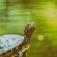 Buy canvas prints of Pond Turtle Heating In The Sun On Rock by Radu Bercan