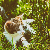 Buy canvas prints of Baby Cat Playing In Grass by Radu Bercan