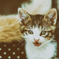 Buy canvas prints of Baby Cat Meowing by Radu Bercan