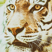 Buy canvas prints of Wild Young Tiger (Panthera Tigris) Portrait by Radu Bercan