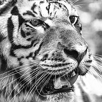 Buy canvas prints of Wild Young Tiger (Panthera Tigris) Portrait by Radu Bercan