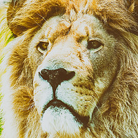 Buy canvas prints of Wild Lion King Feline In Safari Portrait by Radu Bercan