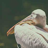 Buy canvas prints of Wild White Pelican Bird Portrait by Radu Bercan
