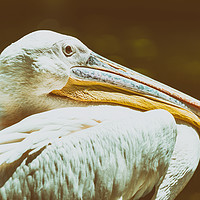 Buy canvas prints of Wild White Pelican Bird Portrait by Radu Bercan
