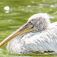 Buy canvas prints of White Pelican Bird In Wilderness Delta Water by Radu Bercan