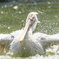 Buy canvas prints of White Pelican Bird In Wilderness Delta Water by Radu Bercan