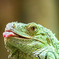 Buy canvas prints of Green Iguana Reptile Portrait On Tree Branch by Radu Bercan