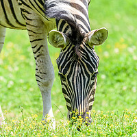 Buy canvas prints of Wild Zebra Grazing On Fresh Green Grass Field by Radu Bercan