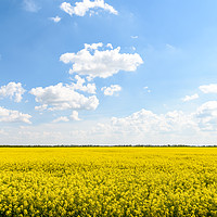 Buy canvas prints of Yellow Rapeseed Flowers Field With Blue Sky by Radu Bercan