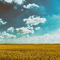 Buy canvas prints of Yellow Rapeseed Flowers Field With Blue Sky by Radu Bercan