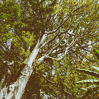 Buy canvas prints of Green Tree Foliage In Summer by Radu Bercan