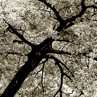 Buy canvas prints of Tree Foliage Abstract by Radu Bercan