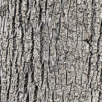 Buy canvas prints of Tree Bark Background Texture by Radu Bercan