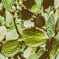 Buy canvas prints of Green Cactus Fields In Summer by Radu Bercan