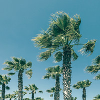 Buy canvas prints of Green Palm Trees On Clear Blue Sky by Radu Bercan
