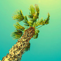Buy canvas prints of Green Palm Trees On Clear Blue Sky by Radu Bercan