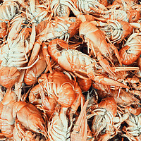 Buy canvas prints of Lobsters For Sale In Fish Market by Radu Bercan