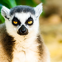 Buy canvas prints of Lemur Portrait On Madagascar Island by Radu Bercan