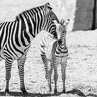 Buy canvas prints of Protective Zebra Mother And Calf In African Savann by Radu Bercan