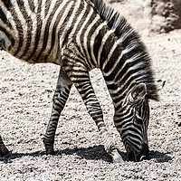 Buy canvas prints of Baby Zebra In African Savanna by Radu Bercan