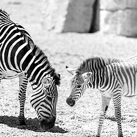 Buy canvas prints of Protective Zebra Mother And Calf In African Savann by Radu Bercan